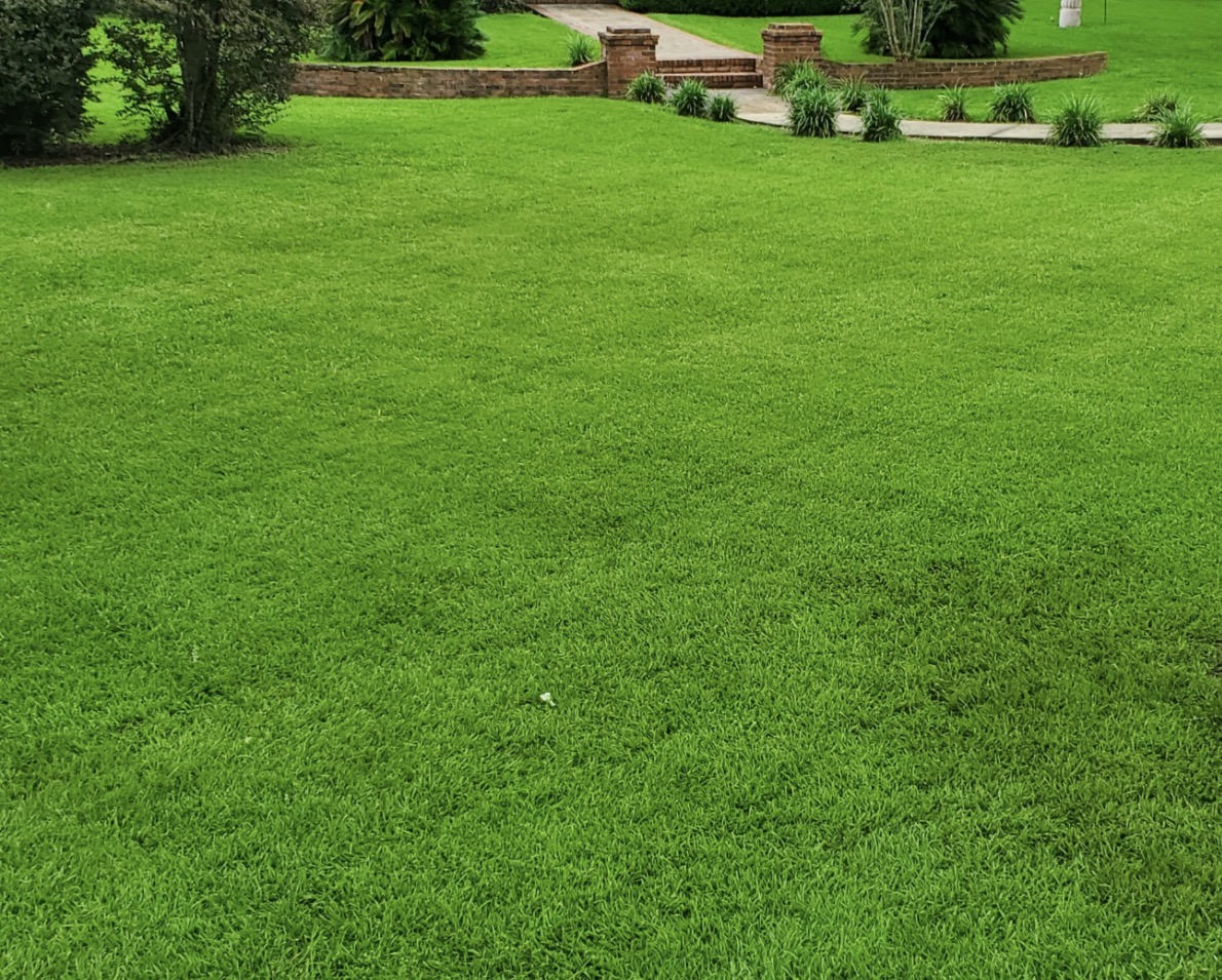 Healthy turf finish